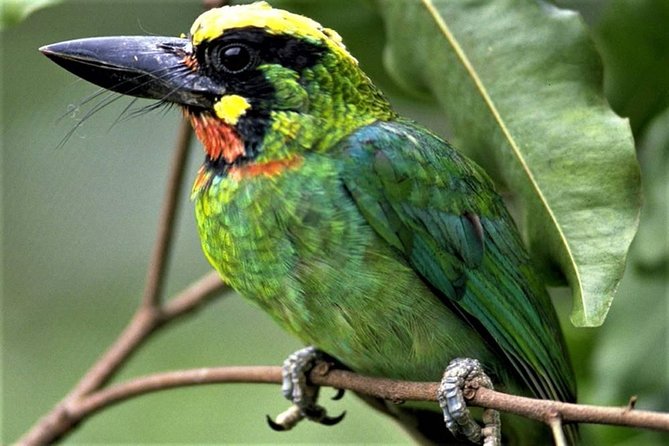 Phulchoki bird-watching tour - Five hours through Godawari forest