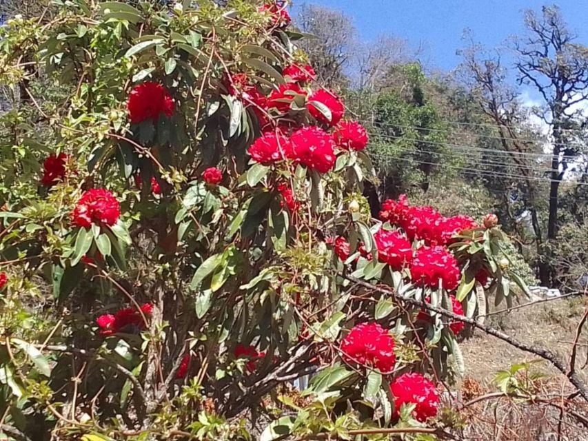 Pokhara: 1-Day Scenic Australian Camp & Dhampus Guided Hike - Guides, Group Style, and Practical Comfort