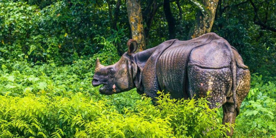 Pokhara: 1 Night 2 Day Chitwan Safari Tour - Key points to know before booking