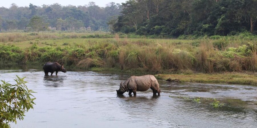 Pokhara: 1 Night 2 Day Chitwan Safari Tour - Why this short Chitwan trip works