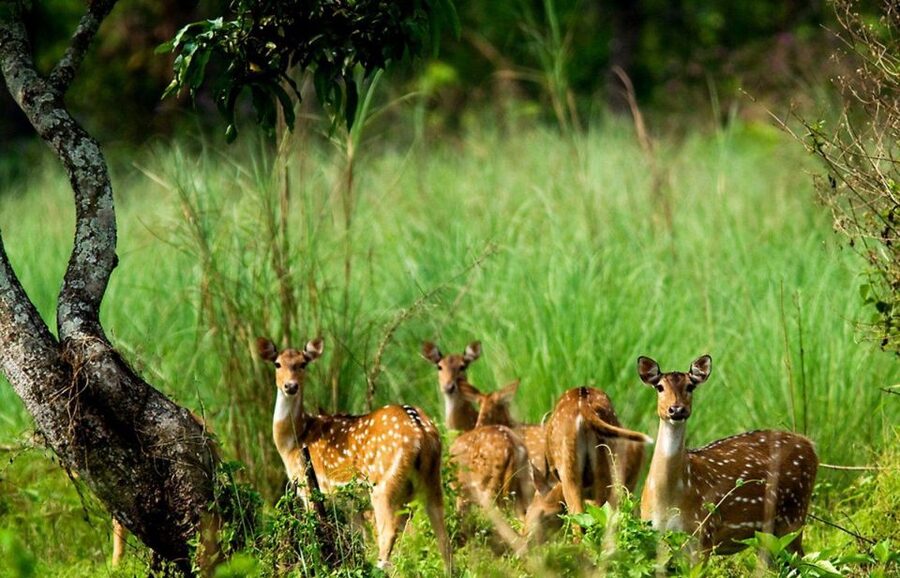 Pokhara: 1 Night 2 Day Chitwan Safari Tour - What the $129 price really covers