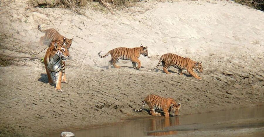 Pokhara: 1 Night 2 Day Chitwan Safari Tour - The 7am departure from Pokhara