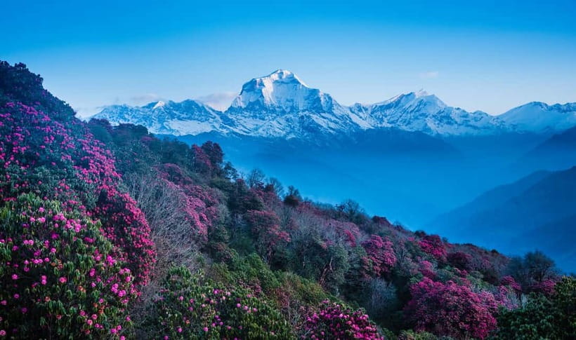 Pokhara: 2 & 3 Days Ghorepani Poon Hill Private Guided Trek - What the private guide adds