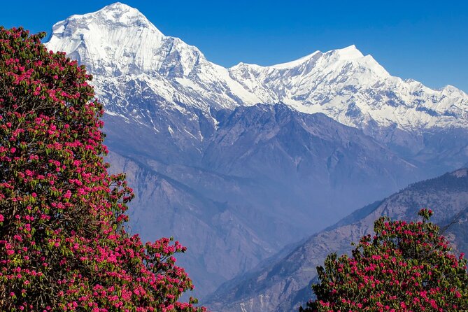 Pokhara: 4 Days Poon Hill and Ghandruk Trek - The guide and private format