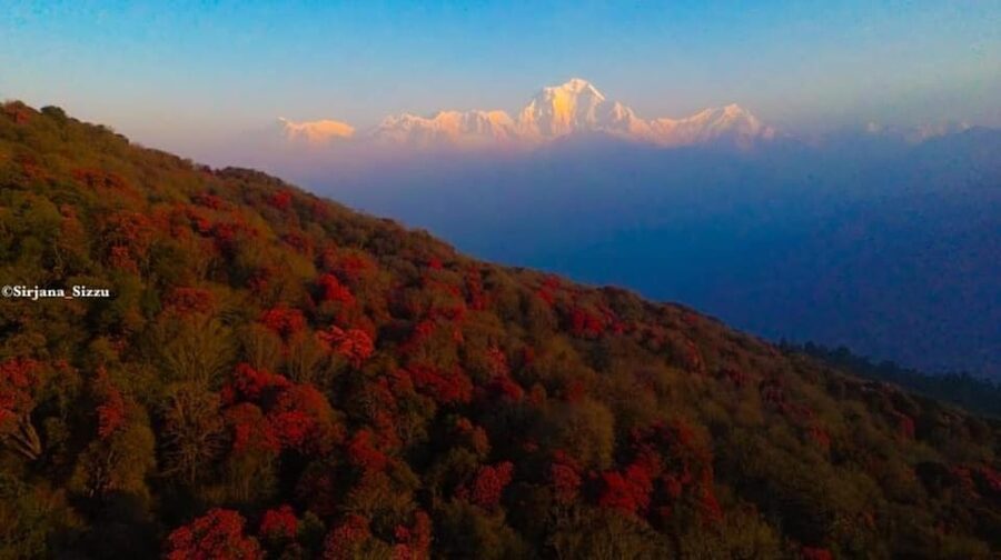Pokhara: 7-Day Annapurna Base Camp Via PoonHill & Hot Spring - Day 6: Descending from ABC to Bamboo
