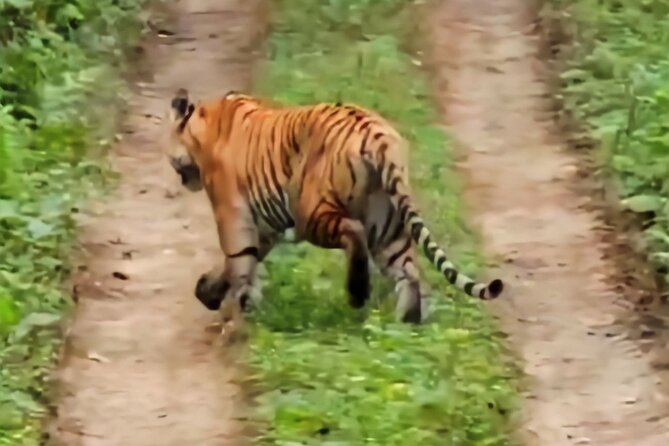 Private Jeep Safari (8-10 hrs.)inside Chitwan National Park. - A Tharu guide changes the pace