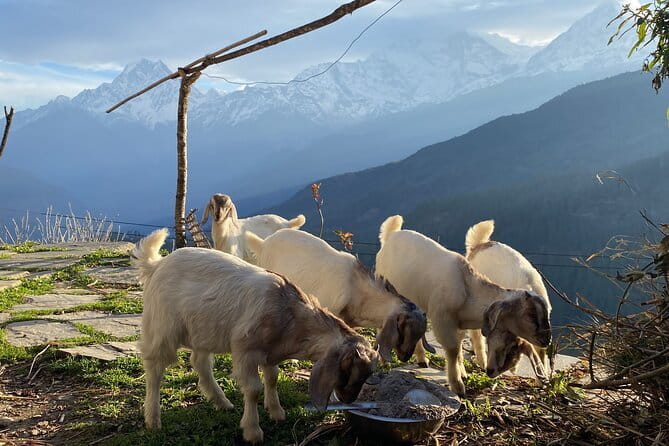 Private Tour Local Culture and The View of Mohare Danda - Key points to know before booking