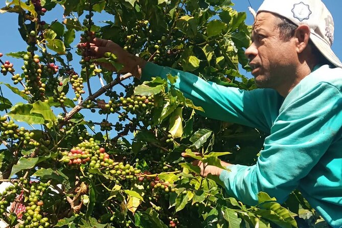 Sarangkot Village Coffee Culture and Authentic Local Life Tour - How the six-hour schedule feels